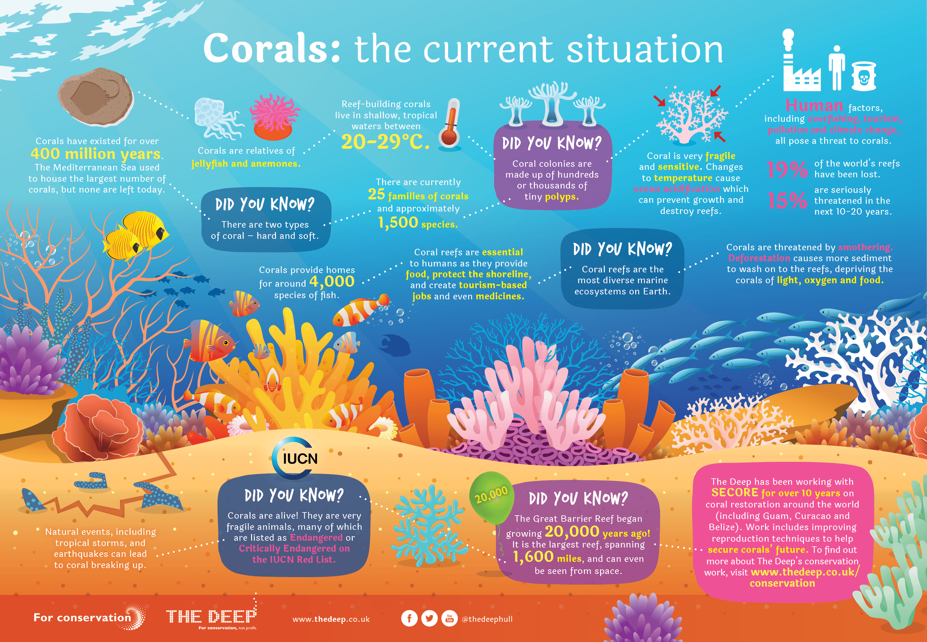 Information Poster About Coral Kids Against Plastic